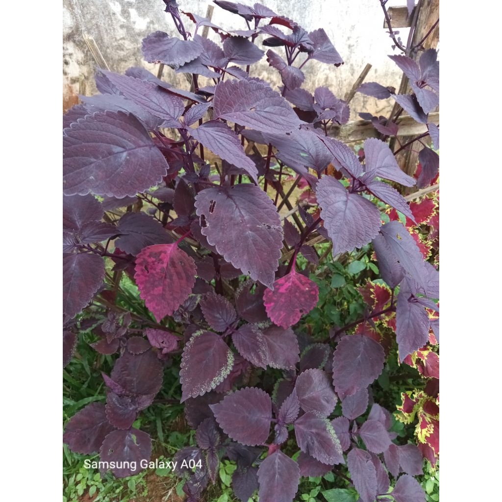 

jawer kotok segar,100gram