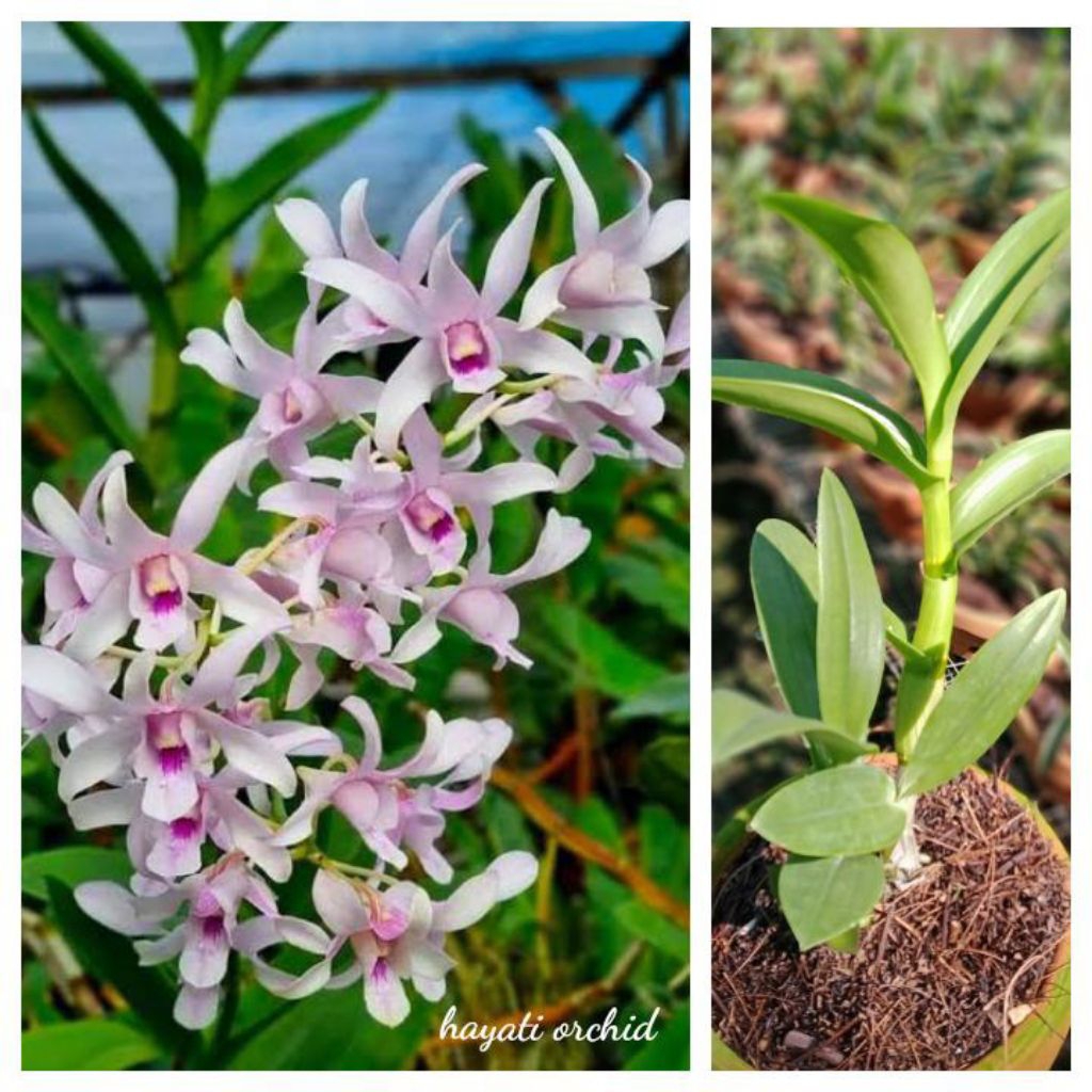 Anggrek Dendrobium Channel Dewasa Siap Bunga