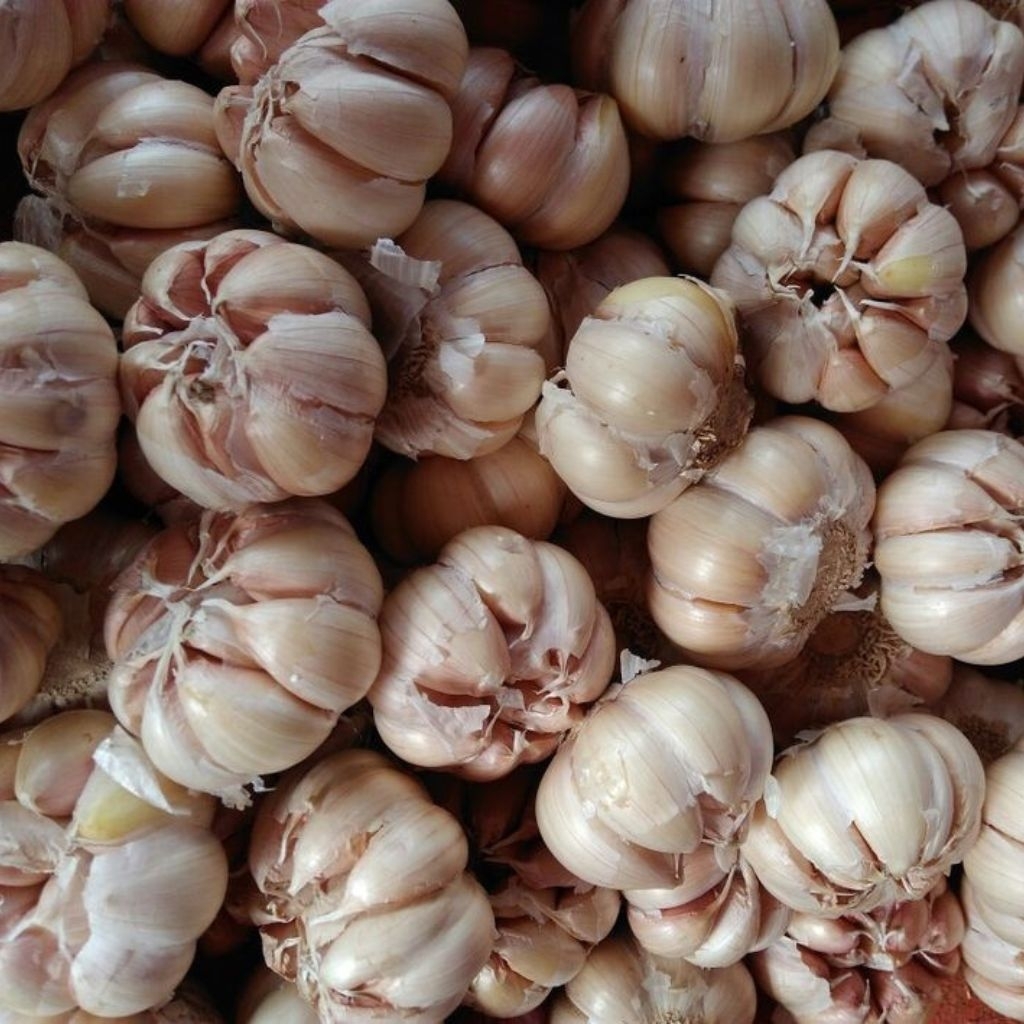 

Baput bawang putih kating lokal 250gr