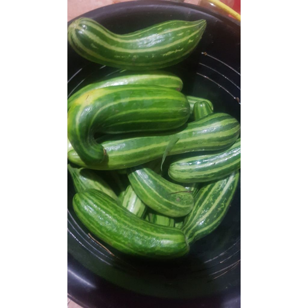 

Timun Krai / Bonteng Suri