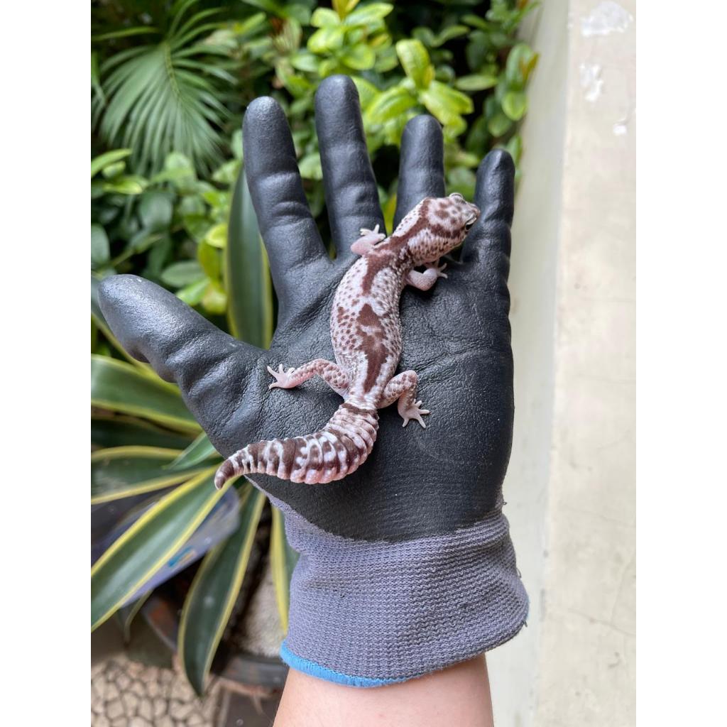 AFT - AFRICAN FAT TAILED GECKO ADULT