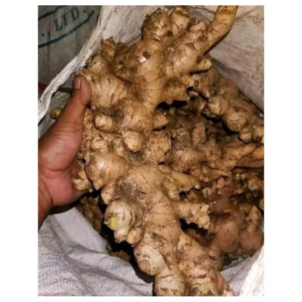 

jahe gajah jumbo 1 kg