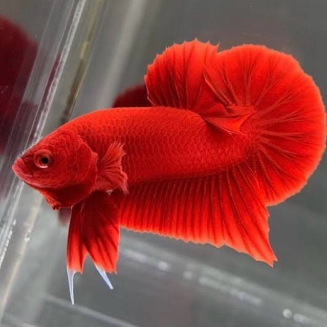 HIASAN AQUARIUM IKAN CUPANG PLAKAT SUPER RED SIZE M