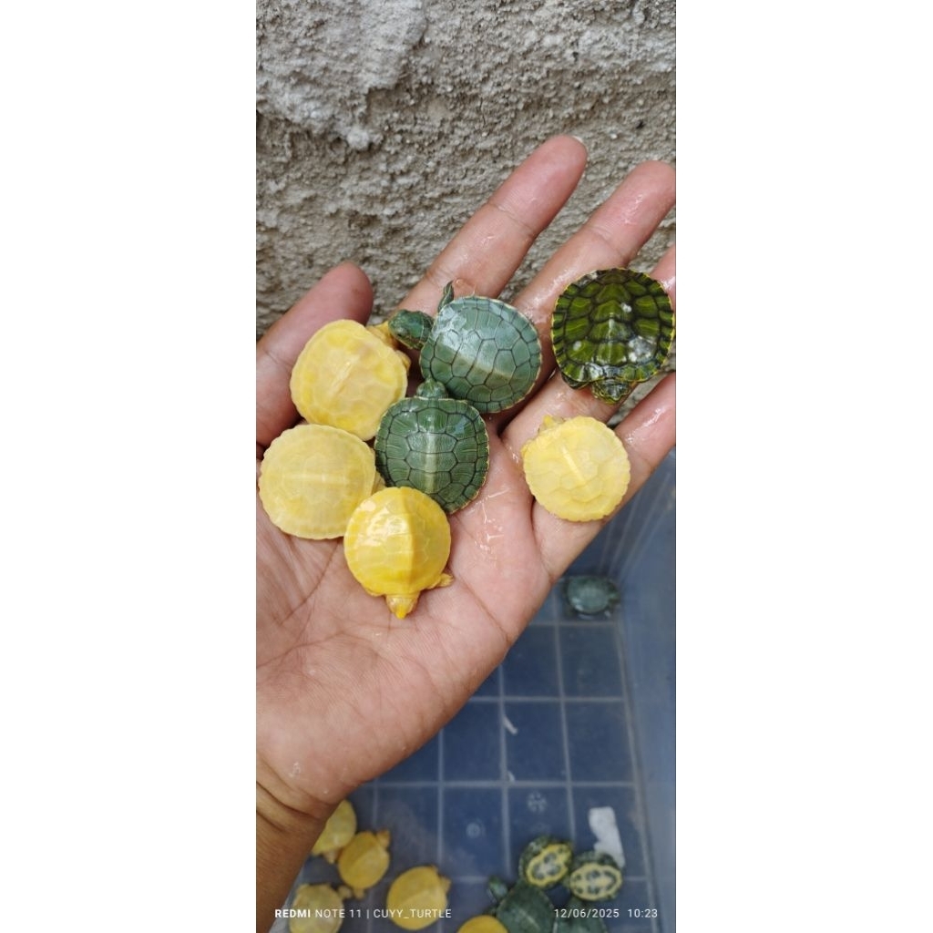 Het Albino Brazil Res | Indukan Albino x Albino