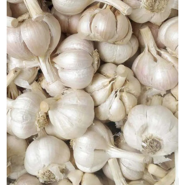 

Bawang Putih Kating 500gram Isi Bersih Murah Grosir Ecer Fresh