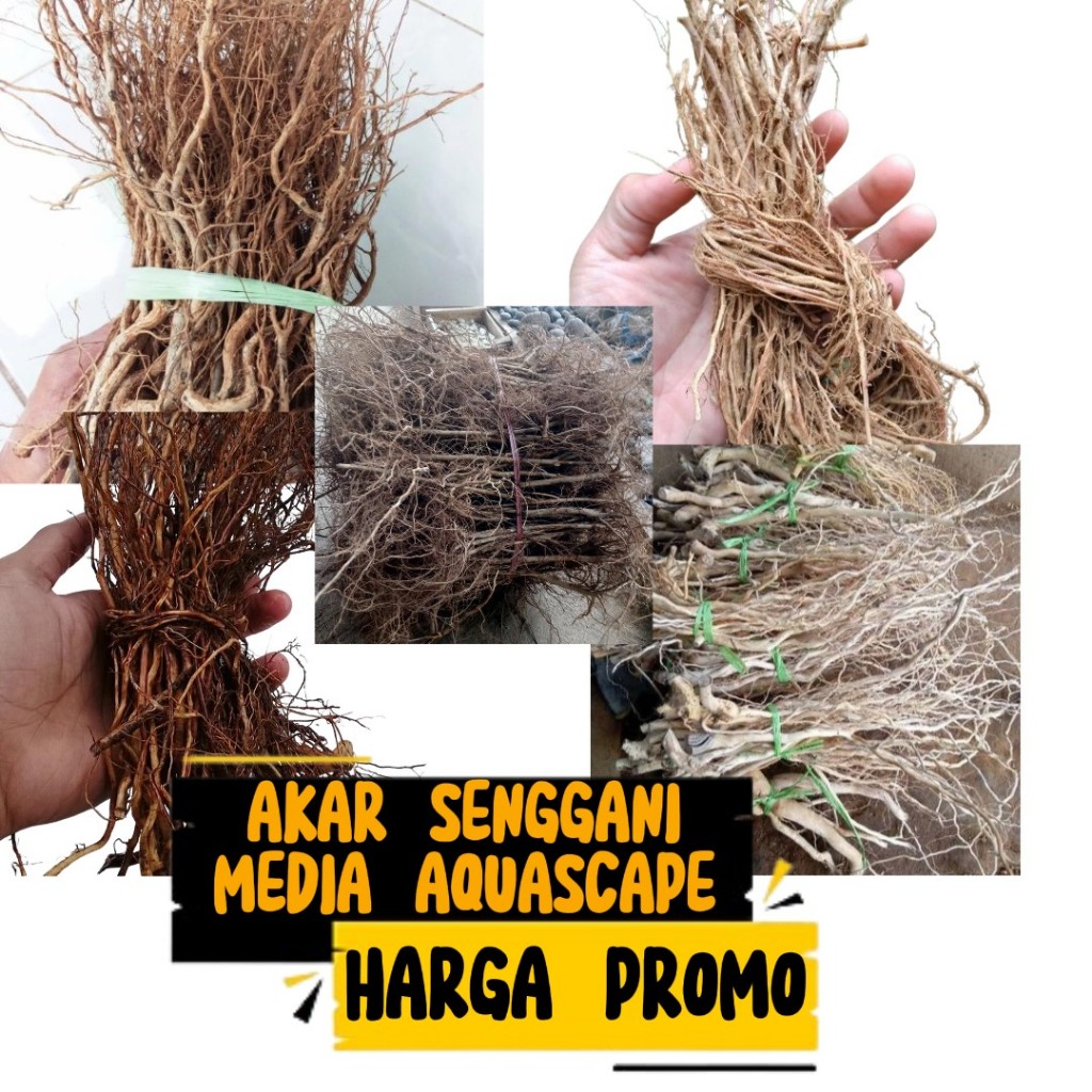 Akar senggani harendong untuk aquascape/akar senggani aquascape/kebutuhan aquarium/batang senggani