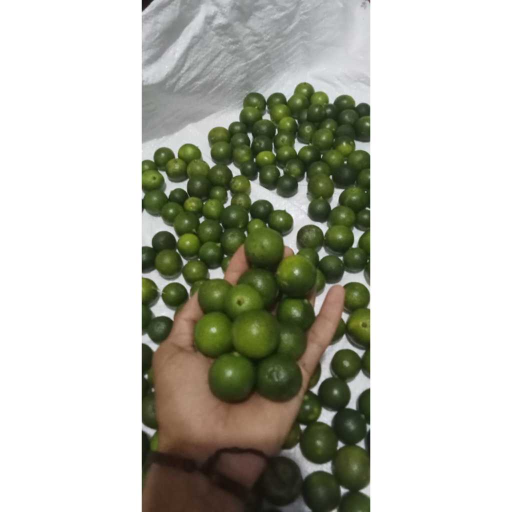 

Jeruk kasturi Lemon cui/Jeruk peras sonkit 5KG Termurah/Jeruk kalamasi UKURAN RANDOM