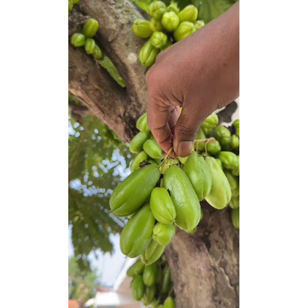 Bibit Buah Belimbing Wuluh