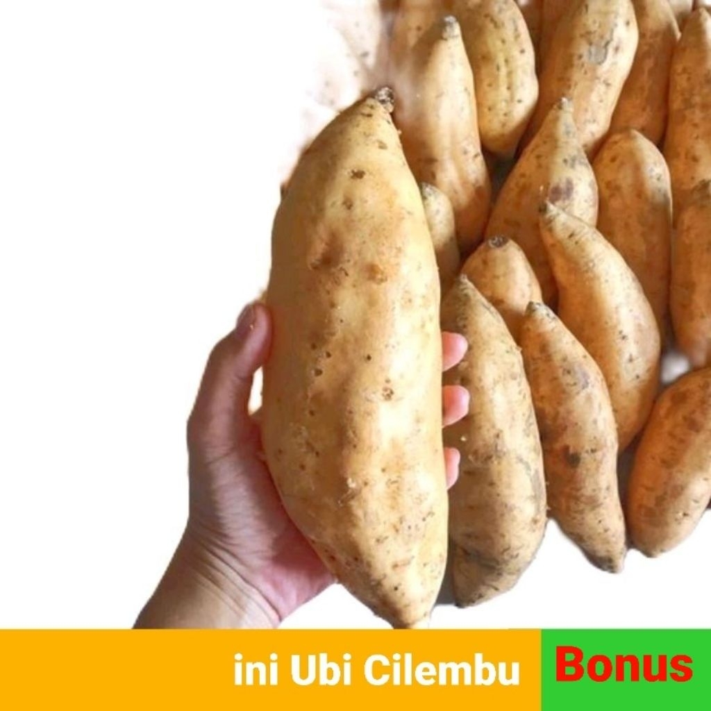 

Ubi Cilembu Madu Mentah Super 1Kg