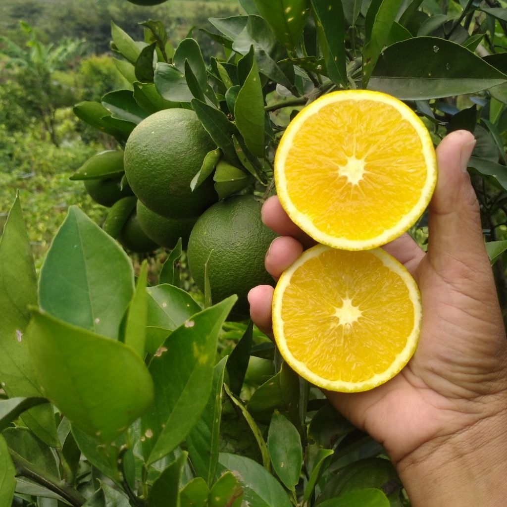 

Jeruk Peras / Jeruk Iris [Kota Batu] FRESH Panen Langsung dari Kebun