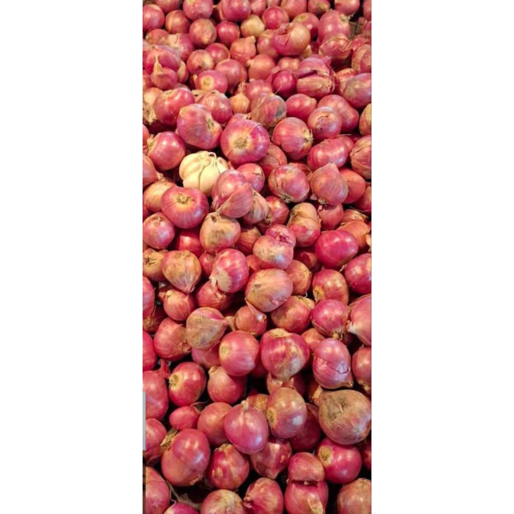 

Bawang Merah Super