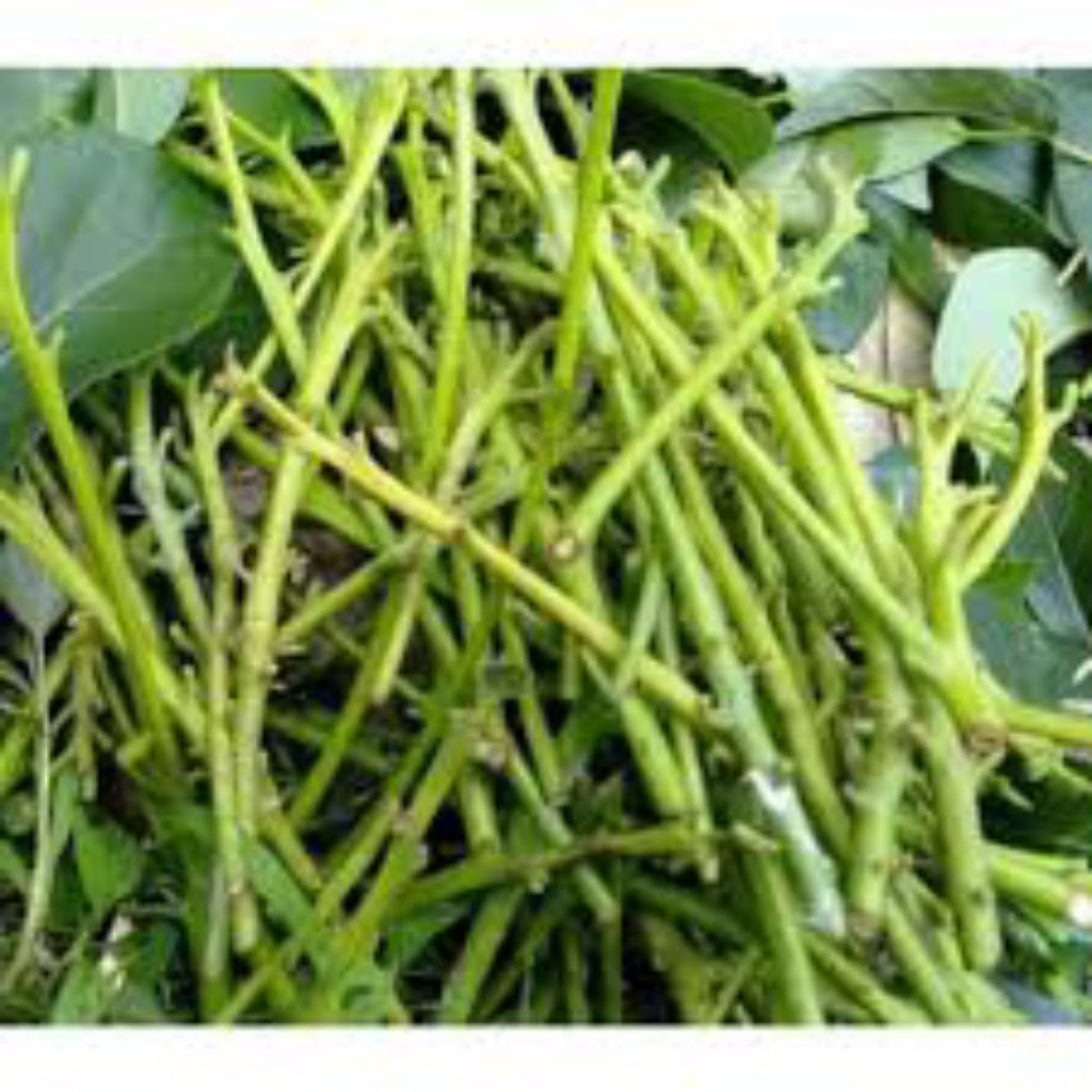 Entres Alpukat Markus , Wina , Hawai valid 100%