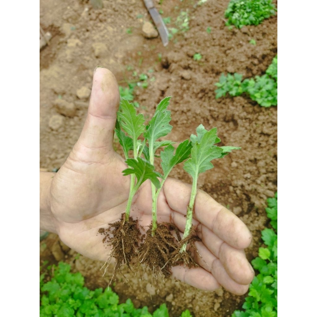 Bibit bunga potong krisan