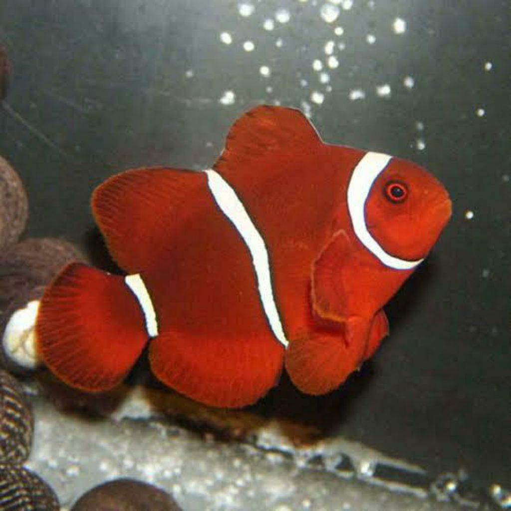 

IKAN HIAS LAUT CLOWNFISH/ BALONG