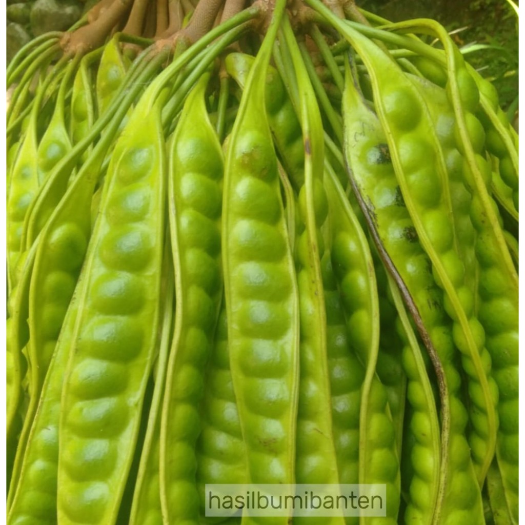 

PETE PETAI TUA FRESH ISI 70 PAPAN LONJOR