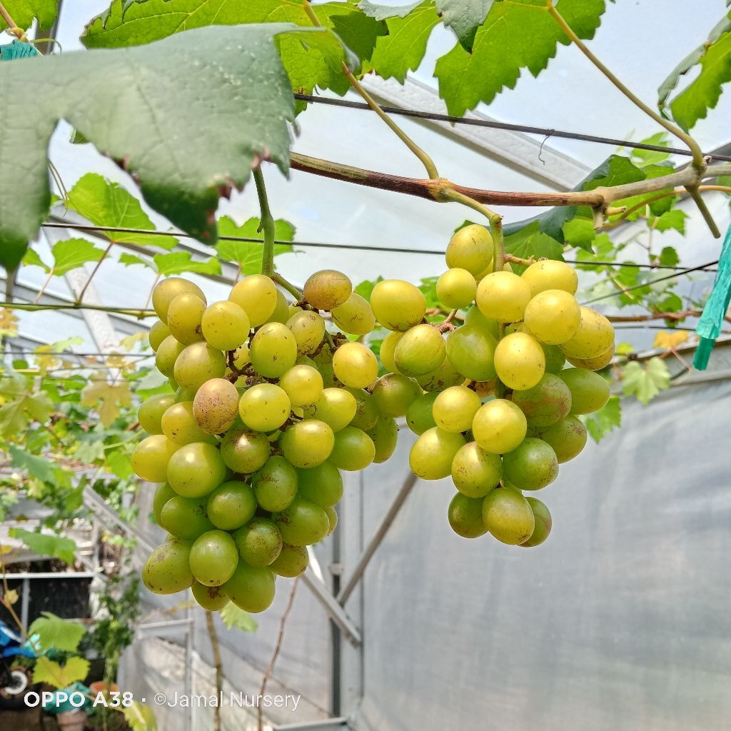 

Bibit Tanaman Anggur Muscat Medovy Valid Hasil Grafting ( 70cm up )