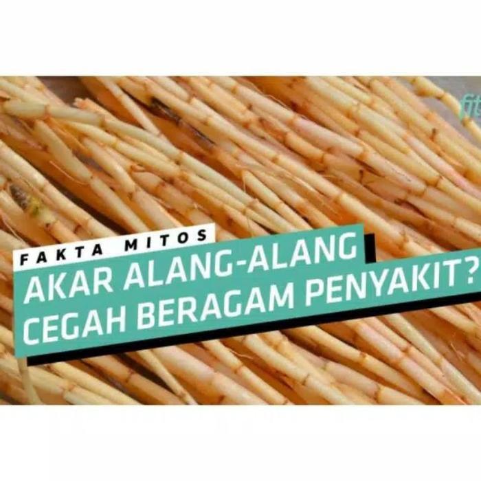 

akar alang alang segar 1000grm akar ilalang/erih organik alang alang