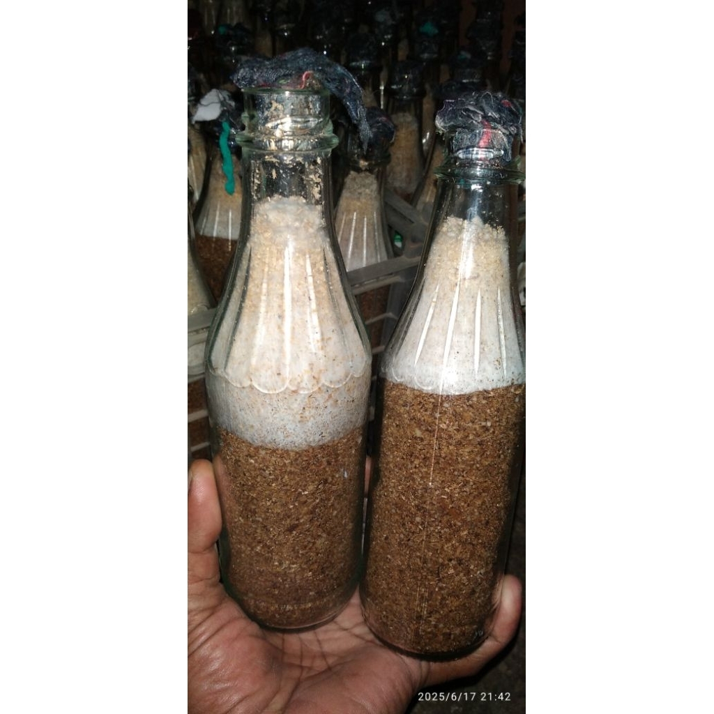 bibit jamur kuping F2