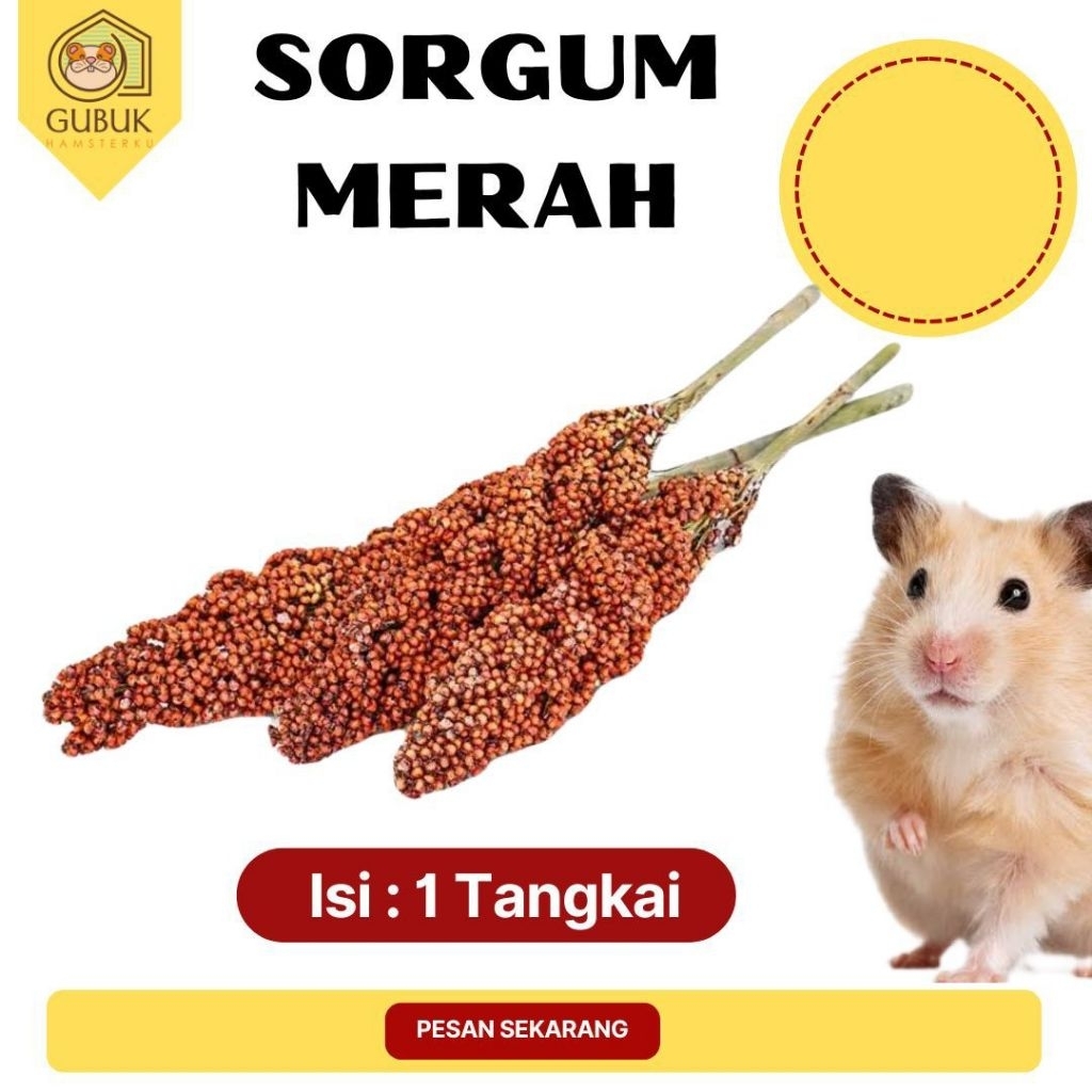 SORGUM MERAH & PUTIH (1 TANGKAI) || SORGUM SPRAY