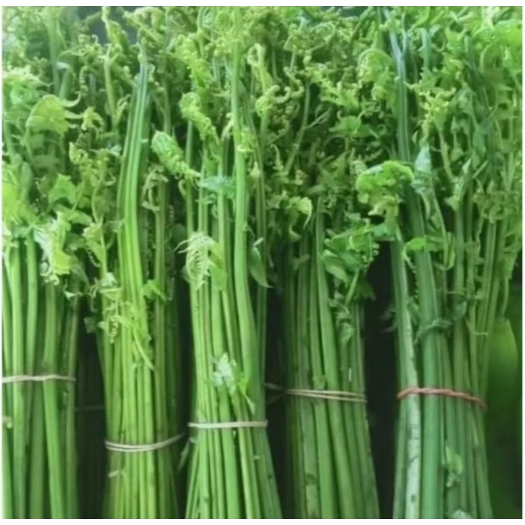 

Pakis sayur segar pakis sayur super dan press baru dipetik per satu ikat