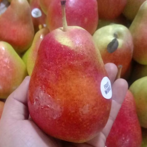 

PIR CORELI PORELLI MANIS/kg