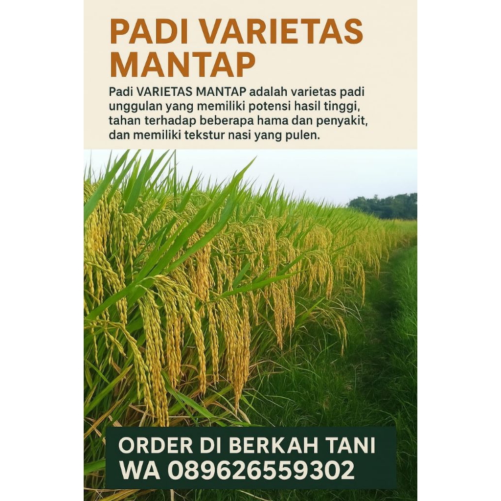 BENIH PADI VARIETAS MANTAP (ORIGINAL) BERAT 5KG