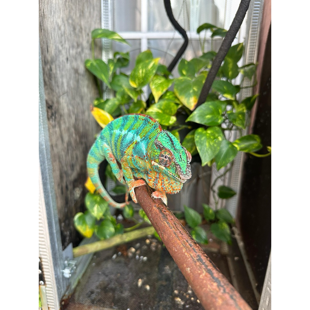 mainan chameleon panther jinak sex jantan