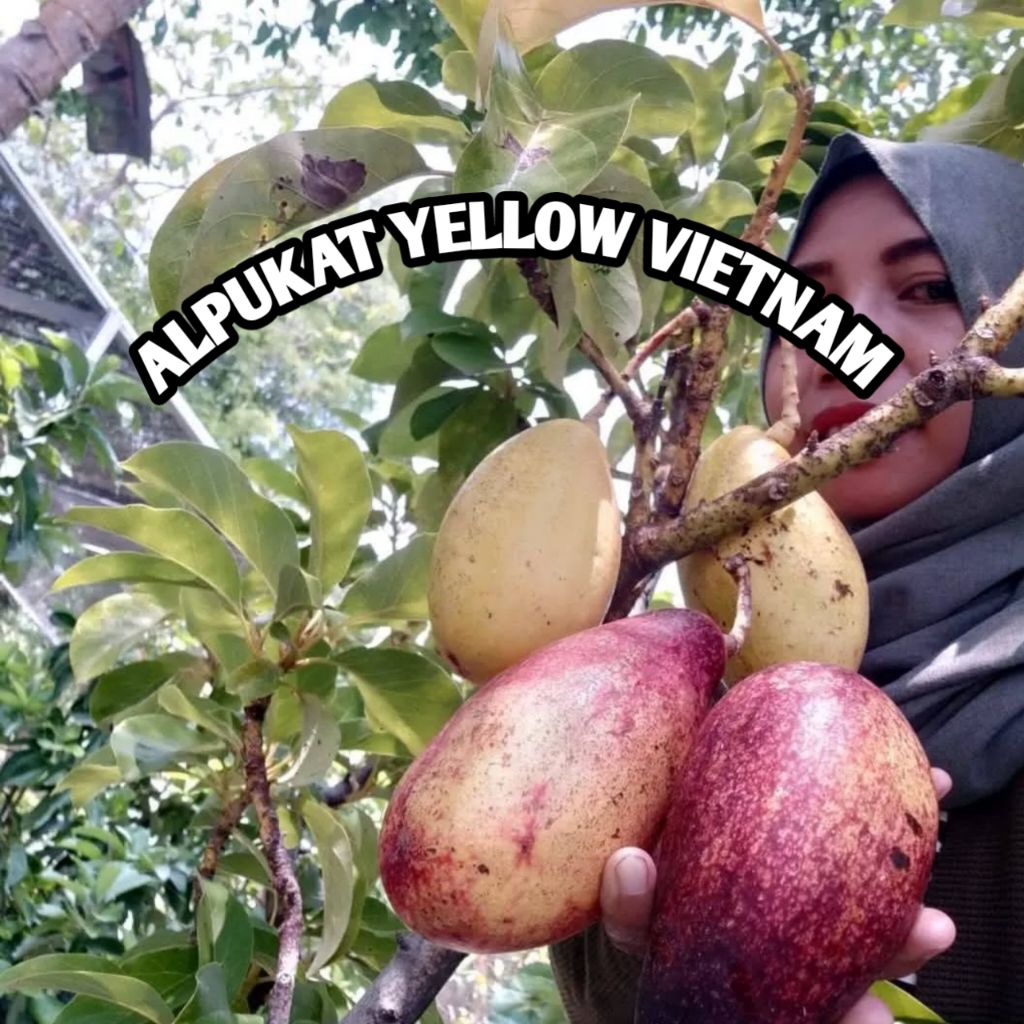 bibit alpukat yellow Vietnam ( alpukat yellow Vietnam import