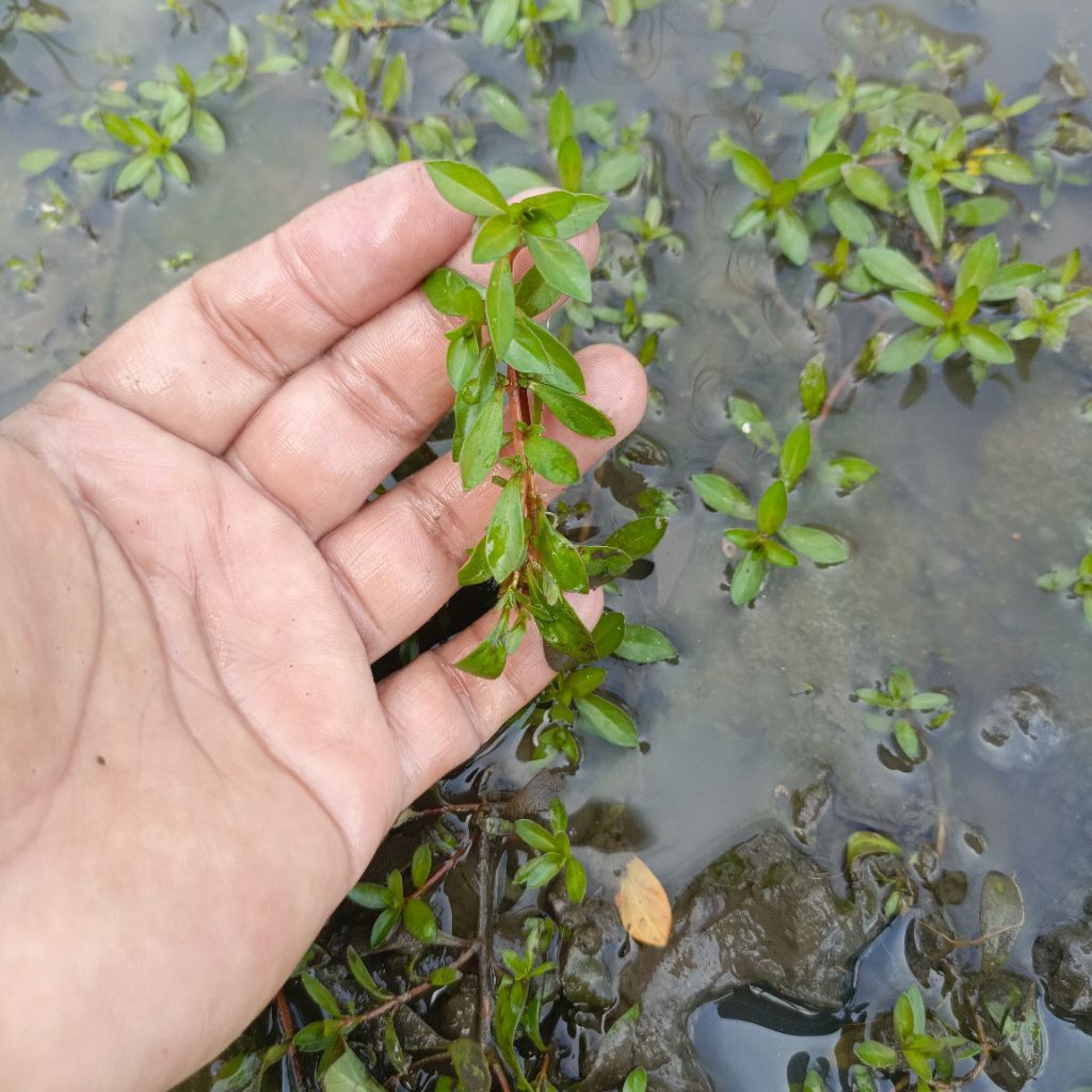 Ludwigia Brevipes Tanaman Aquatic