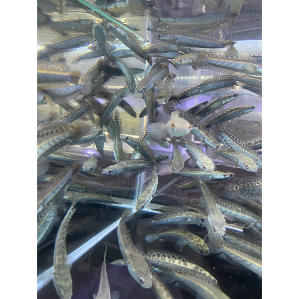 maru ys batik cabung [khusus pulau jawa, bali dan lampung ]