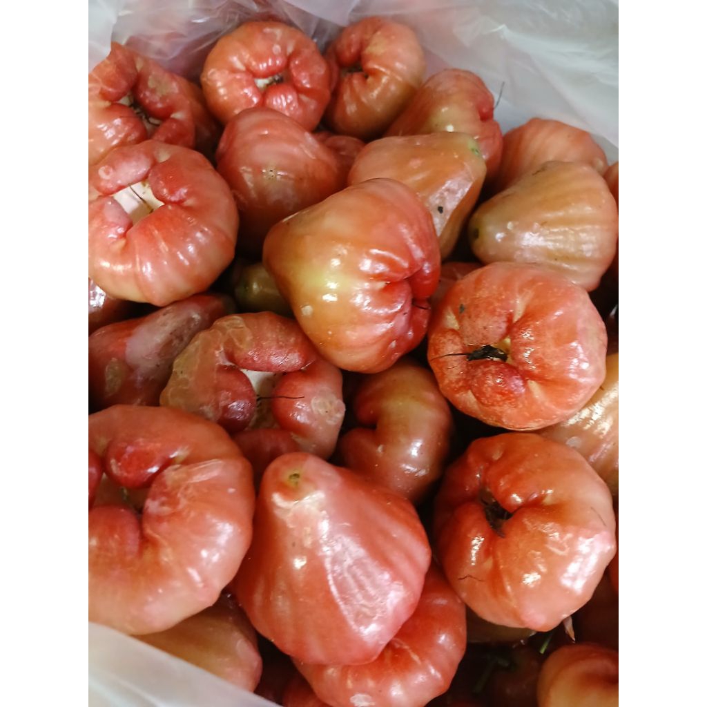 

JAMBU RUJAK 1KG