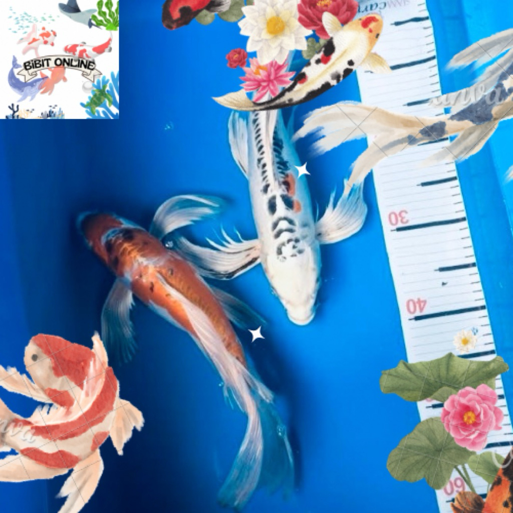 promo paket sepasang koi metalik sisik naga variasi 15-18 cm