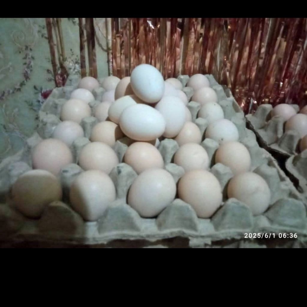 

TELUR KAMPUNG FRESH KHUSUS INSTAN