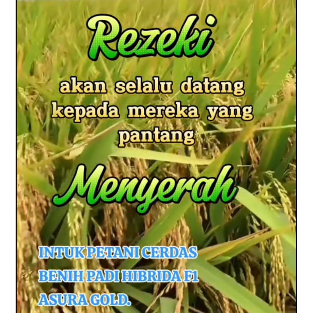 BENIH PADI HIBRIDA F1 ASURA GOLD KEMASAN 5 KG