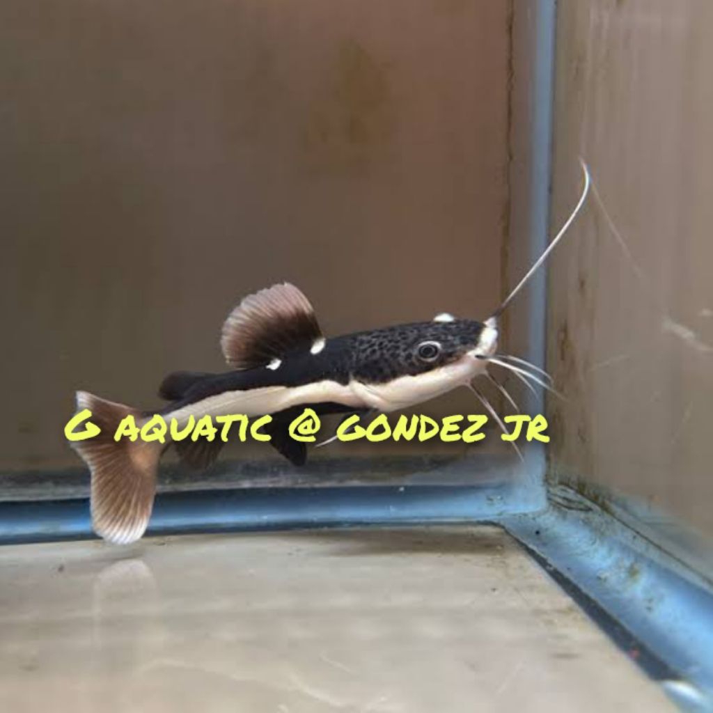 ikan red tail catfish size 6-7cm