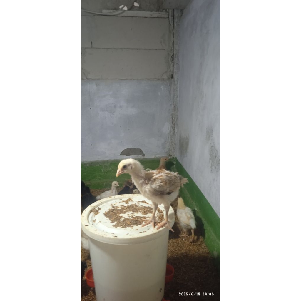 Ayam Kampung Yudistira AKY ( Usia 2minggu) Parent Stock