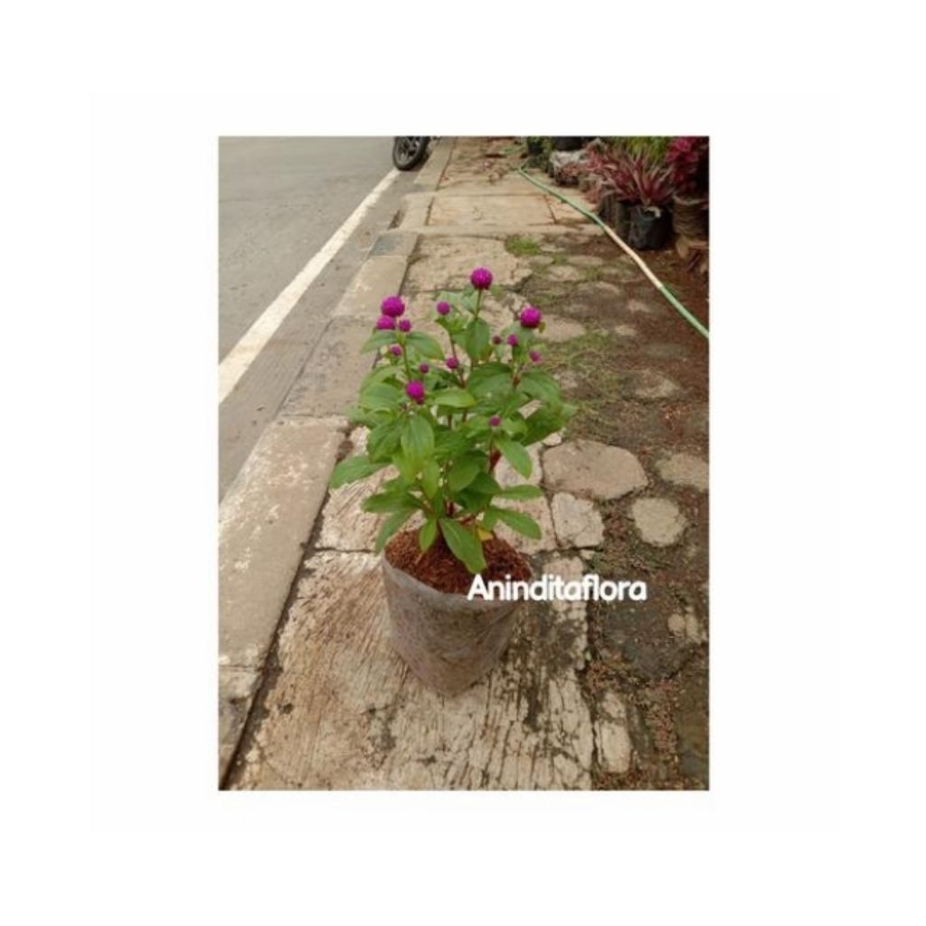 tanaman hias bunga kancing ungu/bunga kenop + pot hitam