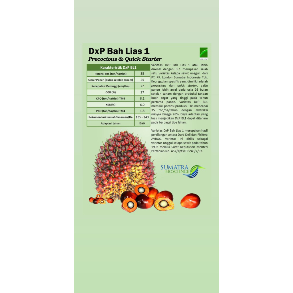 KECAMBAH SAWIT VARIETAS LONSUM