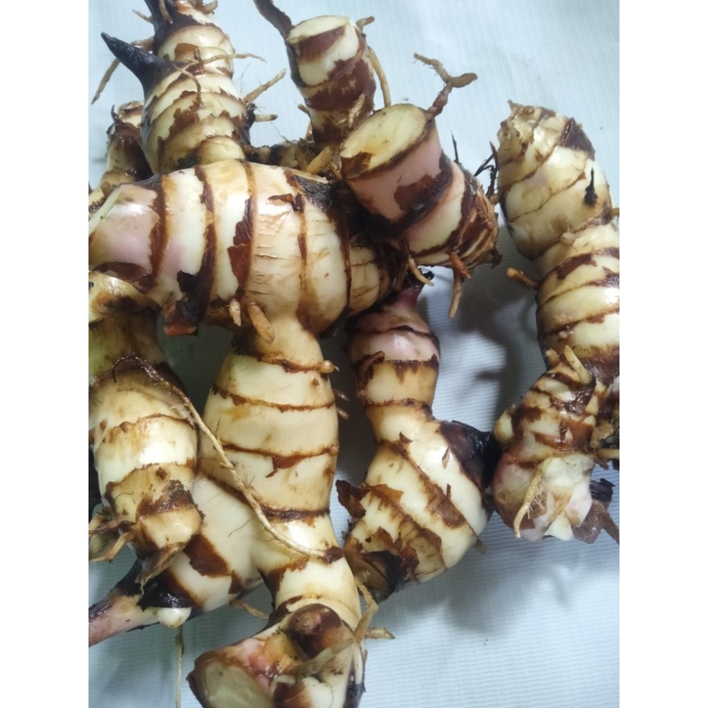 

jual ubi ganyong fres 1kg penambah menu makanan