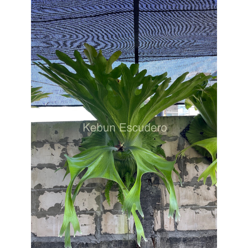 Platycerium Grande Super Jumbo - Tanaman Hias Platycerium Grande Super Jumbo - Tanaman Hias Tanduk R