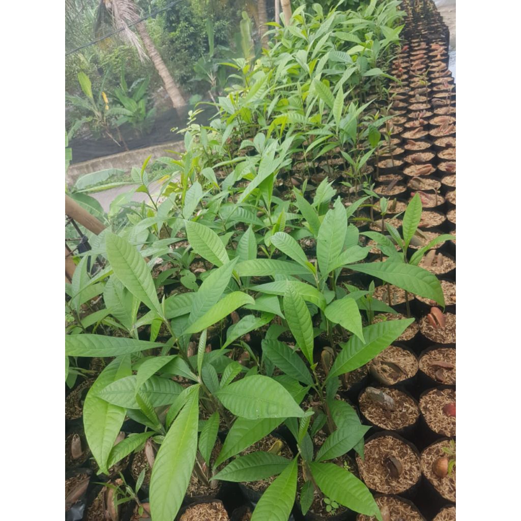 bibit mamey sapote magana