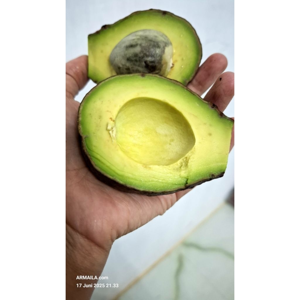 

Buah Alpukat/Alpokat/ Pokat Mentega Gayo Alpukat Susu