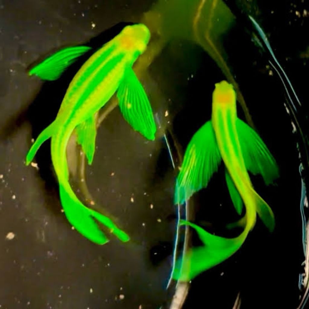 Danio Green / Hijau Slayer / Kumpai