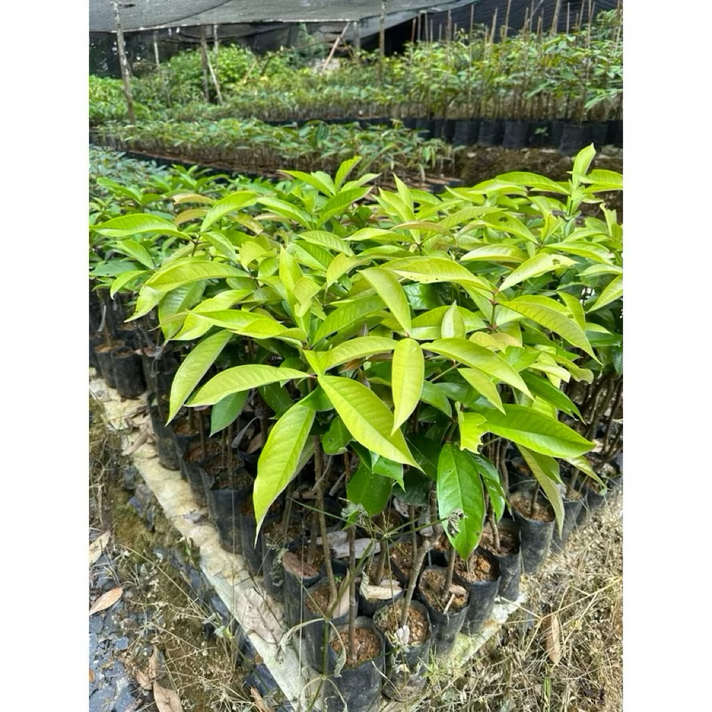 

JAMBU JAIMAKA OKULASI