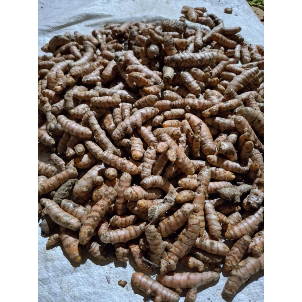

Kunyit segar fresh 1kg