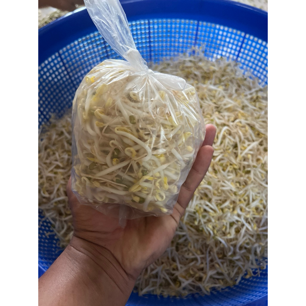 

toge kecambah umi lampung seputih mataram pasar merapi