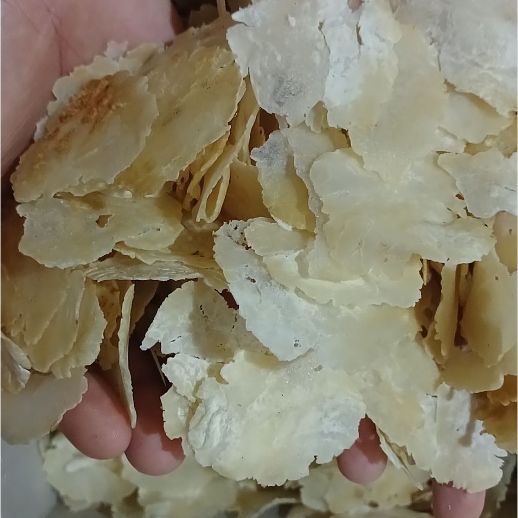 

EMPING MELINJO SORTIRAN - STOK TERBATAS