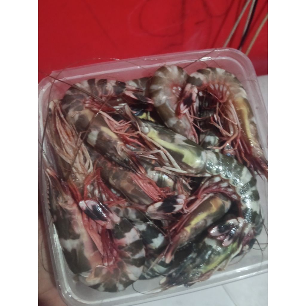 

udang cat windu Sindu laut