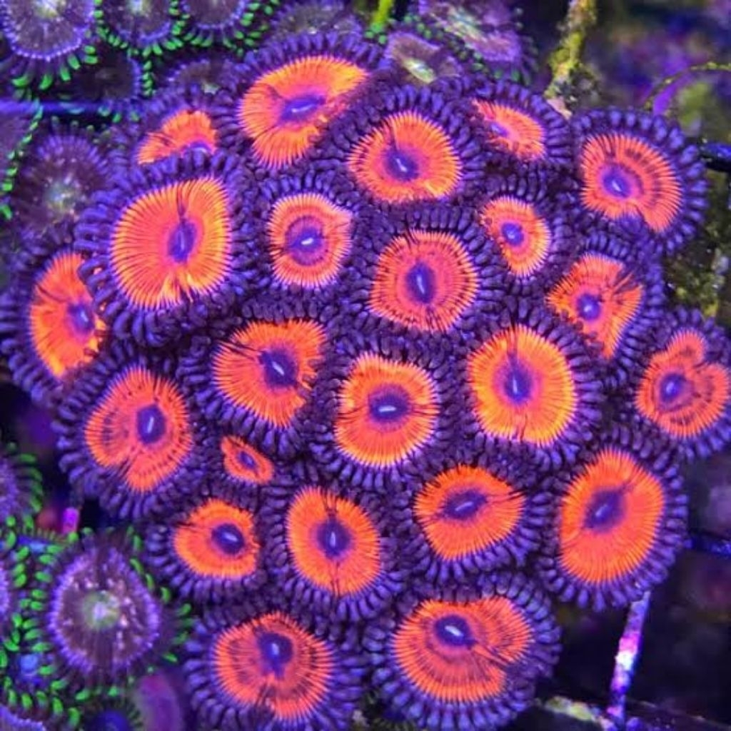 Zoa Armor Of God / Zoanthid koloni / Zoa koloni merah