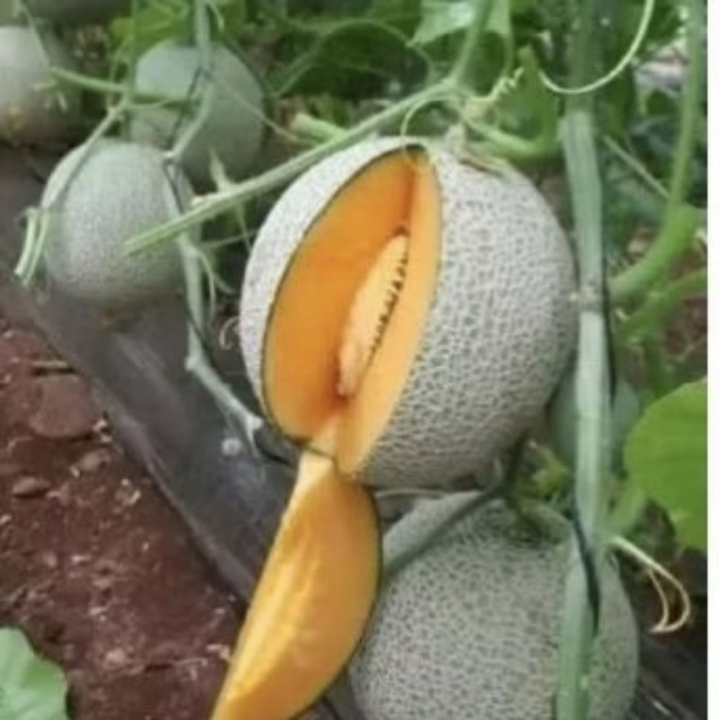 Benih Tanaman Melon Madu Manis